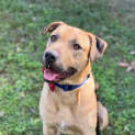 Photo of Alfie *$250 Adoption Fee*