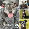 Photo of Shiloh 