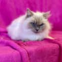 Photo of Queenie