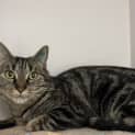 Photo of Strudel