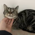 Photo of Strudel