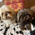 Photo of Lucy & Coco 4 & 3 Year Old Shih Tzu
