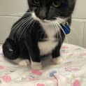 Photo of Angus