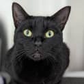 Photo of Onyx