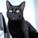 Photo of Onyx
