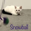 Photo of Snowball