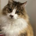 Photo of Fluff