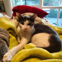 Photo of Bode Located In Eltham North