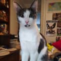 Photo of Bode Located In Eltham North