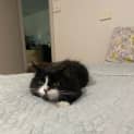 Photo of Dexter