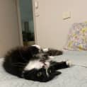 Photo of Dexter