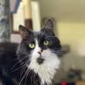 Photo of Dexter