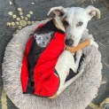 Photo of Dotti