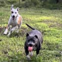 Photo of Dotti