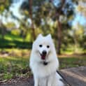 Photo of Aaru