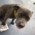 Photo of Wilbur