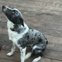 Photo of Bluey   2 Year Old Border Collie X Koolie (Trial)