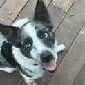Photo of Bluey   2 Year Old Border Collie X Koolie (Trial)