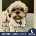 Photo of Penny 16 Month Old Shih Tzu