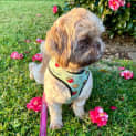 Photo of Penny 16 Month Old Shih Tzu