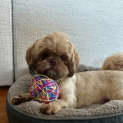 Photo of Penny 16 Month Old Shih Tzu