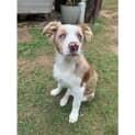 Photo of Romeo
