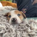 Photo of Skye   6 Week Old Border Collie X Bull Arab (Trial