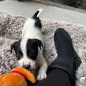 Photo of Penelope 6 Week Old Border Collie X (Hold)