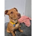Photo of Blossom