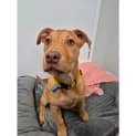Photo of Blossom