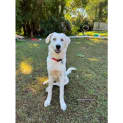 Photo of Amala *$350 Adoption Fee*