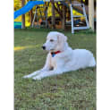 Photo of Amala *$350 Adoption Fee*