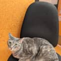 Photo of Cookie