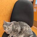 Photo of Cookie