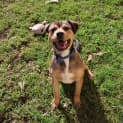 Photo of Rusty