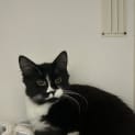 Photo of Marshmellow