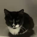 Photo of Marshmellow