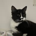 Photo of Marshmellow