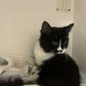 Photo of Marshmellow