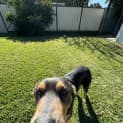 Photo of George 8 Year Old Kelpie (Trial)