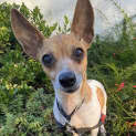 Photo of Nutmeg