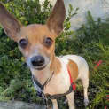 Photo of Nutmeg