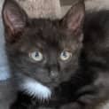 Photo of Dot