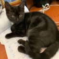 Photo of Dot