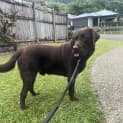 Photo of Kobi