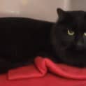 Photo of Puss Puss