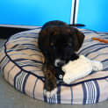 Photo of Rocco 