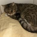Photo of Humphrey 