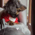 Photo of Ninuzzo (Antonio)