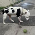 Photo of Zorro